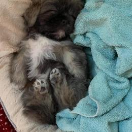 Shih Tzu Puppies from Precious Tzu Crew
