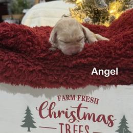 Angel - Yellow female Labrador Retriever puppy in Tigard, Oregon from Morrison Labrador Retreivers