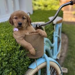 LAVENDER - Dark golden Golden Retriever puppy in Woodland Hills, California from Rowan Red Retrievers