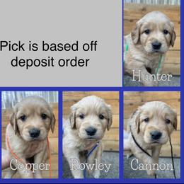 Boy 4 - Golden male Golden Retriever puppy in Portland, Oregon from Joyfully Golden