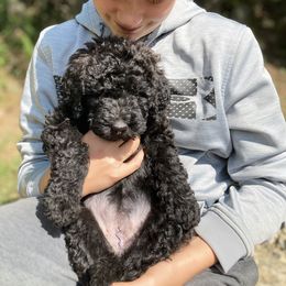 Double Doodle Puppies from Dog Paw Doodles