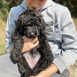 Double Doodle Puppies from Dog Paw Doodles
