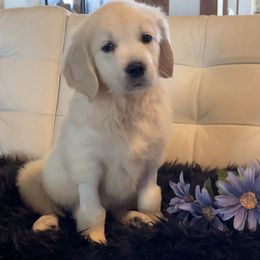 Poppy - Light golden female Golden Retriever puppy in Ennis, Texas from Amberidge Golden Retrievers