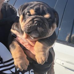 Brody - Black tri-color male Bulldog puppy in Seattle, Washington from mama Myra bulldogs