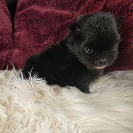 Lisa Cuddy - Black female Pomeranian puppy in Smithville, Texas from Lafary Poms