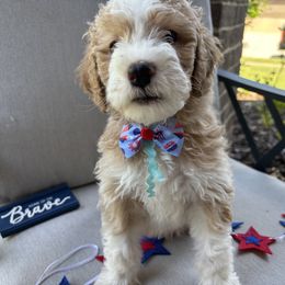 Aussiedoodle Puppies from Sheila Harwell