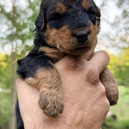 Baby Girl Tan - Black and tan female Airedale Terrier puppy in Mooresville, North Carolina from Farm 55