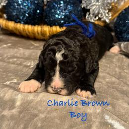 Charlie Brown - male Golden Mountain Doodle puppy in Rockville, Minnesota from Bracha Poodles & Doodles