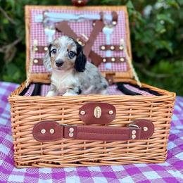 Lemon - Dapple female Dachshund puppy in Westport, Kentucky from Lonestar Creek Farm