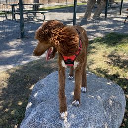 Poodles from Major League Poodles