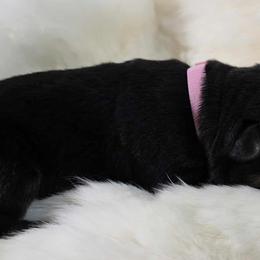 Pink female - Black and tan female German Shepherd puppy in Ann Arbor, Michigan from Von Der Havier German Shepherds