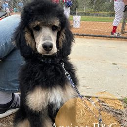 Goldendoodles from Apricot Poodles & Goldendoodles, LLC