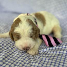 Neptune - Parti male Goldendoodle puppy in Camden, North Carolina from Oopsie Doodles of NC
