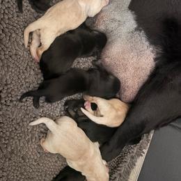 Black male 1 - Black male Labrador Retriever puppy in Menifee, California from The Golden Leash Kennels