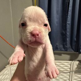 Boy 2 - White male Boxer puppy in Spokane, Washington from Rose’s Supercharged Boxers