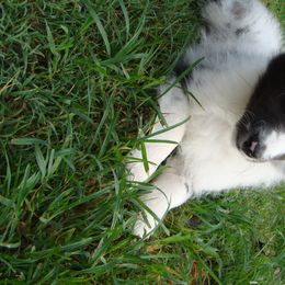 Shetland Sheepdog Puppies from Carolyn Spears's Shetland Sheepdogs