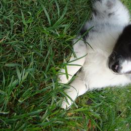 Shetland Sheepdog Puppies from Carolyn Spears's Shetland Sheepdogs