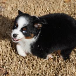 Black Tri - Black tri male Miniature Australian Shepherd puppy in Lawton, Oklahoma from Lindsey’s Aussies