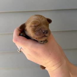 Male 3 - Golden male Golden Retriever puppy in Utah from Deseret Peak Goldens