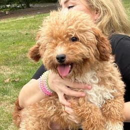 Mindy - Goldendoodle