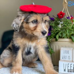 Aussiedoodle and Bernedoodle Puppies from Rowe Farms Aussiedoodles