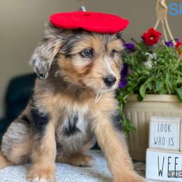 Aussiedoodle and Bernedoodle Puppies from Rowe Farms Aussiedoodles