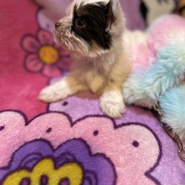 Yorkshire Terrier Puppies from K's Luxurious Yorkies