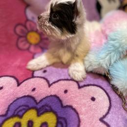 Yorkshire Terrier Puppies from K's Luxurious Yorkies