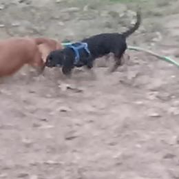 Dachshund Puppies from CLARK'S BREEDING PROGRAM