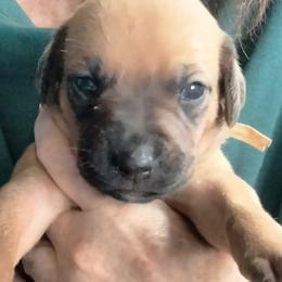 Girl 1 - female Rhodesian Ridgeback puppy in Alabama from Celtic Lore Ridgebacks