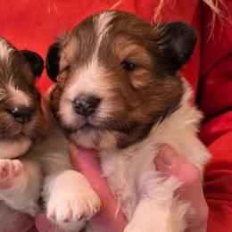 Truffle - Sable and white male Shetland Sheepdog puppy in Seminole, Oklahoma from Symphony Shelties