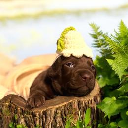 Dachshund Puppies from Montcorn Doxies