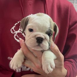 Faith - Fawn and white female Bulldog puppy in Clarinda, Iowa from Stimson Bulldogs