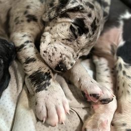 Great Dane Puppies from Bright Danes of Texas