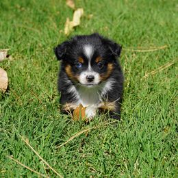 Black tri boy - Black tri male Miniature Australian Shepherd puppy in Lawton, Oklahoma from Lindsey’s Aussies