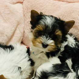 Biewer Terrier Puppies from Magical Biewers