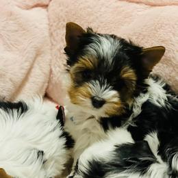 Biewer Terrier Puppies from Magical Biewers