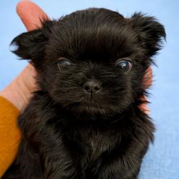 Brody - Black male Shih Tzu puppy in Tallahassee, Florida from Bows and Bow Ties