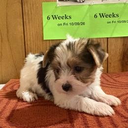Girl 1 - Parti female Yorkshire Terrier puppy in Bear Creek, North Carolina from Yorkie Time