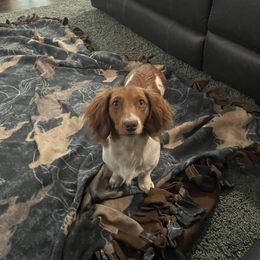Sasha - Dachshund