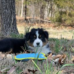 Kiwi - Black tri-color male Australian Shepherd puppy in Hartville, Missouri from Stamper K9’s