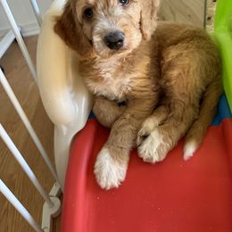 Goldendoodle Puppies from Lover Dover Doodles