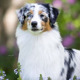Australian Shepherds from Transcendence Australian Shepherds