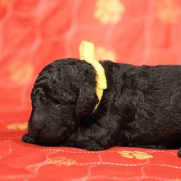 Blossom-yellow collar - Phantom female Poodle puppy in Leonard, Texas from Deblyns Poodles