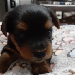 Kobi Bay - Black and tan male Yorkshire Terrier puppy in Gurley, Alabama from Rhondas yorkies