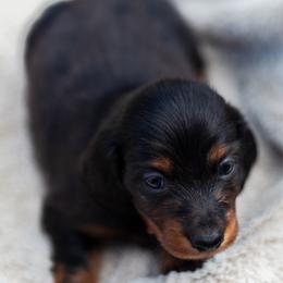 Oak - Black and tan male Dachshund puppy in Tampa, Florida from EntityDachs