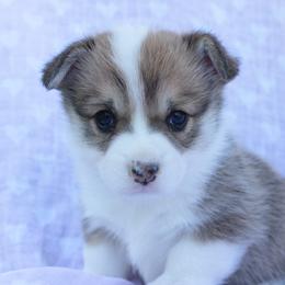 Pixie - Sable female Pembroke Welsh Corgi puppy in Williams, California from Bear Creek Corgis