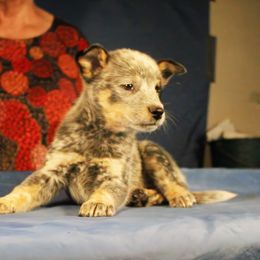 Girl 5 - Blue speckled Australian Cattle Dog puppy in Junction City, Ohio from AE's aka Aunt Ellen's