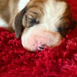 June - Mahogany and white female Basset Hound puppy in Hillsboro, West Virginia from Bear Foot Bassets Of West Virginia