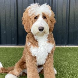 Poppy - Goldendoodle